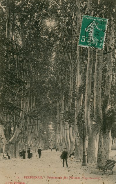 佩皮尼昂的Promenade des Platanes。明信片于1913年寄出。 作者 法国摄影师