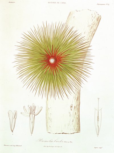1854年，克劳迪奥·盖伊（Claudio Gay）在安第斯山脉（Andes）发现的凤梨科（Bromelia），来自&39;Historia de Chile&39; 作者 法语学校