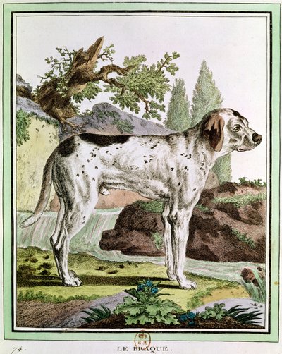 指针，自然历史的插图作者：Georges Louis Leclerc（1707-88）布冯伯爵，1749-1804 作者 法语学校