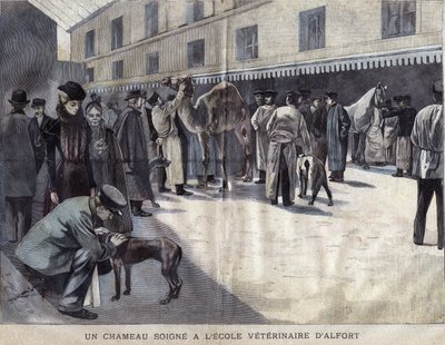 一头骆驼在Maison Alfort（梅松-阿尔福特）的兽医学校疗伤。1899年《小吉伦特》中的插图。 作者 法语学校