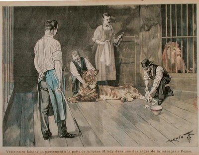 一位兽医为狮子米拉迪的爪子包扎，约1898-99年（彩色雕刻）。 作者 法语学校