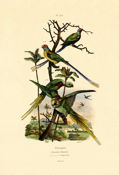 亚历山大鹦鹉，1833年至1939年 作者 法语学校