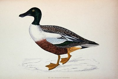 Clypeata（彩色雕刻）。 作者 法语学校