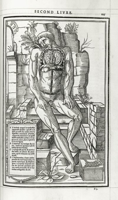 解剖图，1546年 作者 法语学校