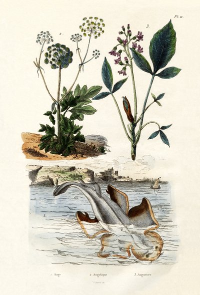 Angelshark，1833-39 作者 法语学校