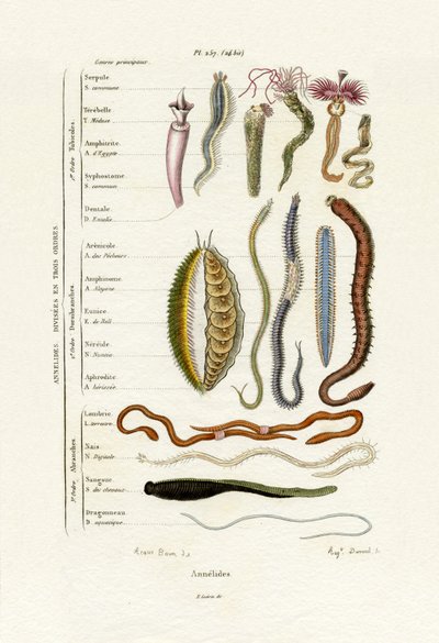 Annelids，1833-39 作者 法语学校