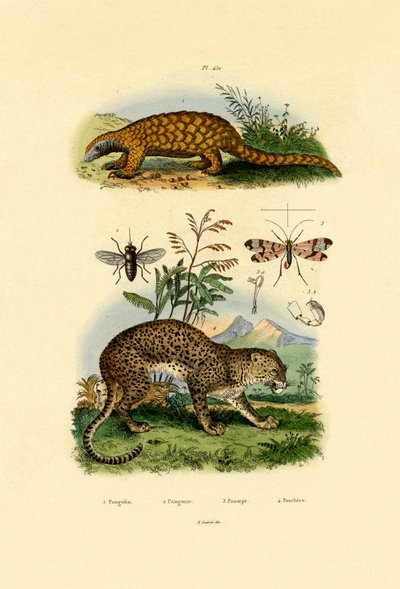 食蚁兽，1833-39 作者 法语学校