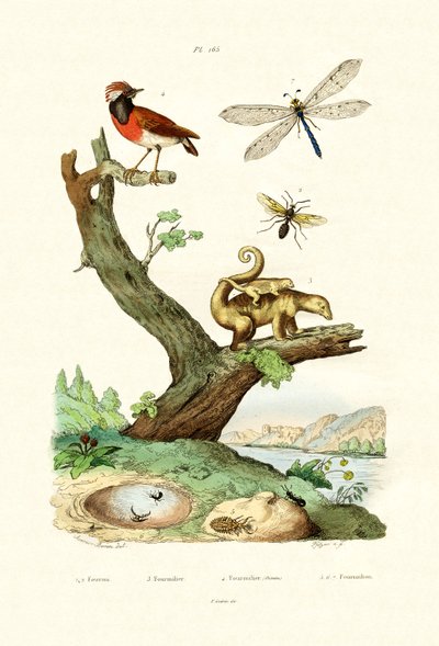 蚂蚁，1833-39 作者 法语学校