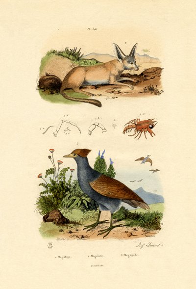 蝙蝠耳狐，1833-39 作者 法语学校