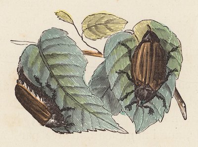 叶片上的甲虫（彩色雕刻） 作者 法语学校