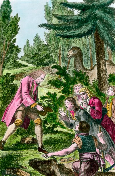 Bernard de Jussieu (1699-1777) 于 1734 年在巴黎的植物园中种植来自黎巴嫩的雪松。18 世纪雕刻。 作者 法语学校