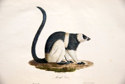 来自哺乳动物自然历史的黑白狐猴，原始人物，ÉtienneGeoffroySaint-Hilaire和FrédéricCuvier，1824-42 作者 法语学校
