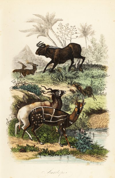 黑角马、Connochaetes gnou、极度濒危的 addax 或螺丝角羚羊、Addax nasomaculatus 和驯服的丛林羚羊或 kewel、Tragelaphus scriptus 作者 法语学校