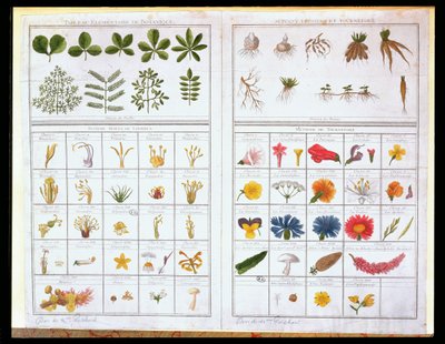 Carl von Linne（1707-78）和Joseph Pitton de Tournefort（1656-1708）之后的植物表，18世纪晚期（彩色雕刻） 作者 法语学校