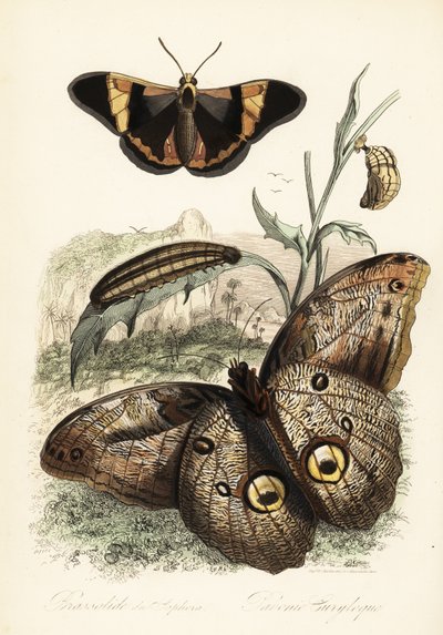 Brassolis sophorae蝴蝶，和幼虫毛虫 作者 法语学校