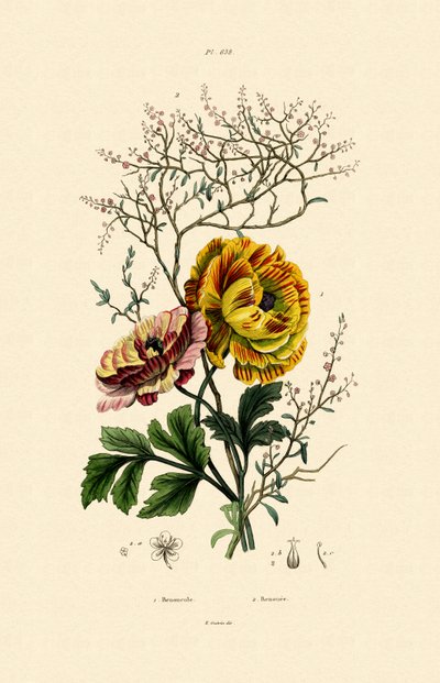 毛茛，1833-39 作者 法语学校