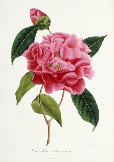 茶花茶（1839-1943） 作者 法语学校