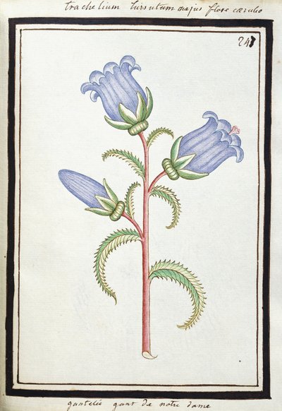 风铃草气瓶，约1700年（水彩画，黑色框） 作者 法语学校