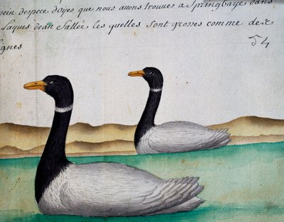 加拿大鹅，Springbaye，盐湖区，Jacques Gouin de Beauchesne（1652-1730）的日志水彩画，1698年至1701年，法国皇家南方海洋公司的船长。 作者 法语学校