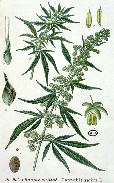 大麻苜蓿，植物板 作者 法语学校