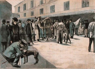 在阿尔福特国家兽医学院护理骆驼，约1898-99年（彩色雕刻）。 作者 法语学校