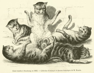 1683年在斯特拉斯堡发现的猫（雕版画 作者 法语学校