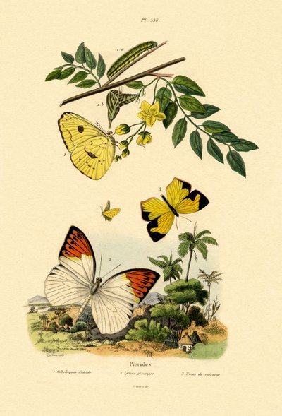 无云硫磺，1833-39 作者 法语学校