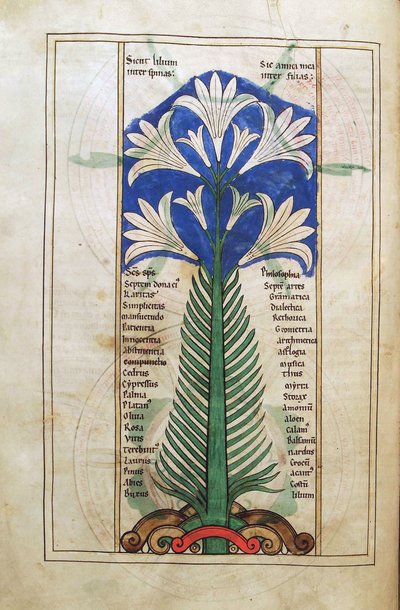 鳕鱼。圭尔夫。 1 Gud。 LAT。 （31v），百合（百合longiflorum），来自Liber Floridus by Lambert de Saint-Omer c.1120 作者 法语学校