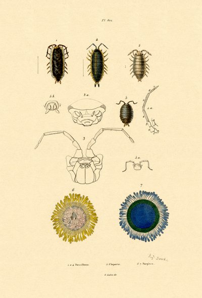 Common Pill Woodlouse，1833-39 作者 法语学校