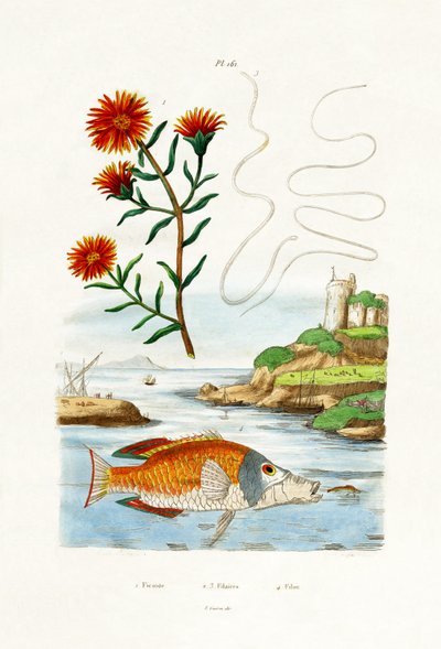 Coppers Hardy Ice Plant，1833-39 作者 法语学校