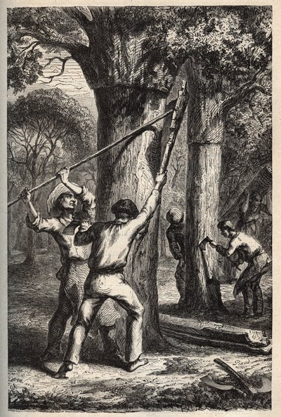 在Quercus suber上收获软木 - Recolte de l
