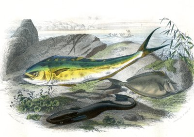 Coryphene Hippurus（coryphene 海鲷、cameleon 鱼） - En bas: echeneis remora et le nason licornet - 从自然历史中摘录的板块，作者 Bernard Germain de Lacepede (1856-1925)，P.Furme 版，巴黎 作者 法语学校