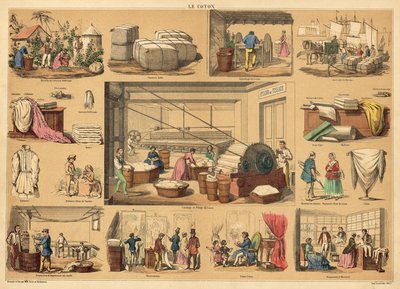 Cotton (coloured engraving) 作者 法语学校