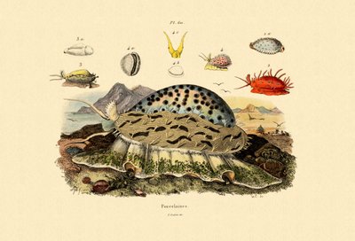 Cowrie Shells，1833-39 作者 法语学校