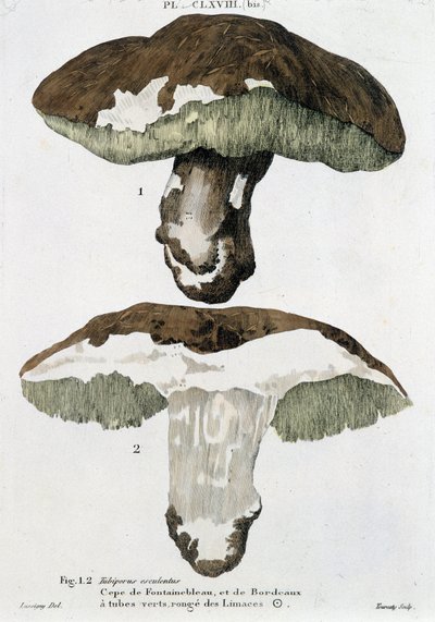 Cèpe de Fontainebleau 和波尔多 - 在“Treatise 蘑菇”中，作者让·雅克·保莱 (Jean Jacques Paulet) 作者 法语学校