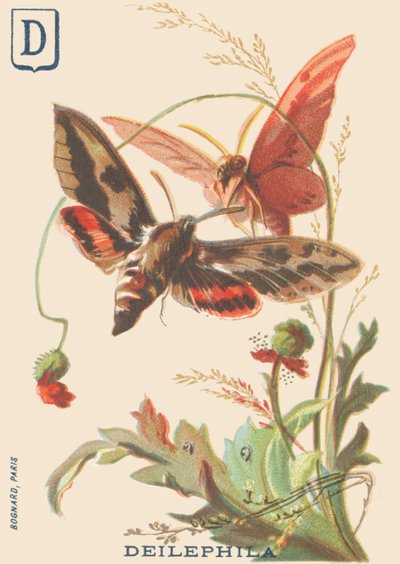D：Deilephila（Deilephila elpenor或葡萄的大狮身人面像） 作者 法语学校
