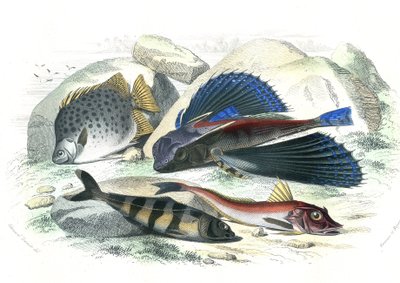 Dactyloptere pirapede (Dactylopterus pirapeda) 飞鱼、Chetodon argus (scatophagus argus)、centronote Pilote (echeneis naucrate)、Trigle Lyre (Genicanthus Melanospilos) - 从 Bernard Germain de Lacepede (1856-192) 的 Histoire Naturelle 中提取的板块 作者 法语学校