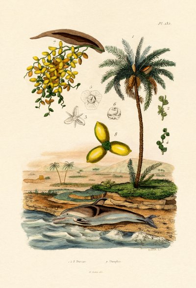 枣椰树，1833-39 作者 法语学校