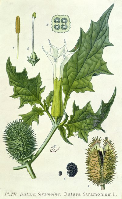 曼陀罗stramonium，植物板 作者 法语学校