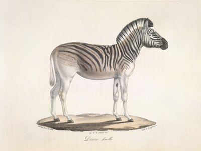 Dauw femelle.南非的条纹斑马（Asinus Burchellii），选自《哺乳动物自然史》（彩色石印版） 作者 法语学校
