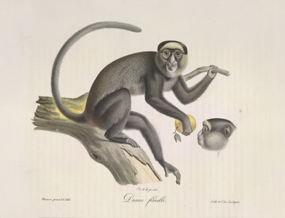 Diane femelle，一只雌猴，选自《哺乳动物的自然史》（彩色石版画）。 作者 法语学校