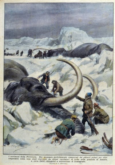 Discovery of prehistoric mammoths caught in polar ice, deb. 20th century 作者 法语学校