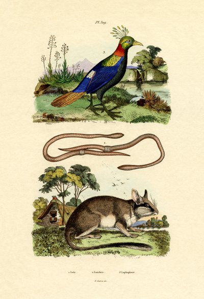 睡鼠，1833-39 作者 法语学校