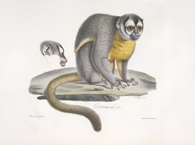 Douroucouli 或夜行猴 - Aotus trivirgatus，选自《哺乳动物自然史》（彩色石版）。 作者 法语学校