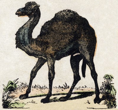 Dromedary. Engraving in “” Alphabet des animaux sauvages””. 9th Serie. Imagery of Epinal, Pellerin, printer-publisher, circa 1870. Engravings on wood, stencilled. 16 pages. Dim: 20 x 15 cm. Private Collection 作者 法语学校