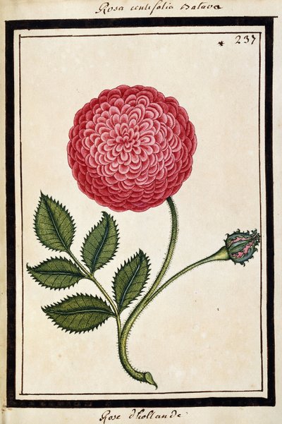 荷兰玫瑰，约1700年（水彩画，黑色框） 作者 法语学校