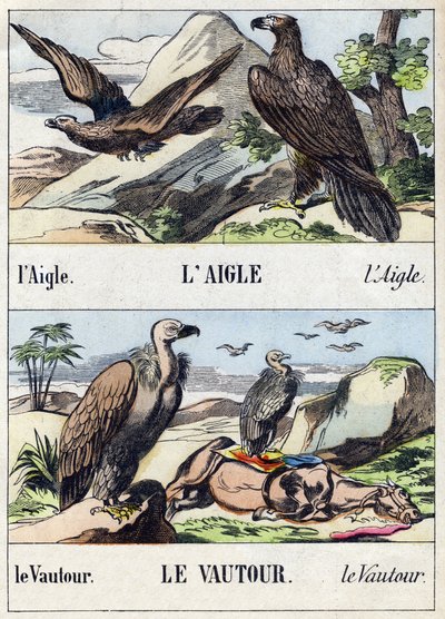 鹰和秃鹫。 雕刻在“Buffon Alphabet des Oiseaux n 1”。 3rd Serie N 1. Epinal, Epinal, 19 世纪后期的成像。 16 页。 尺寸：28x21cm 作者 法语学校