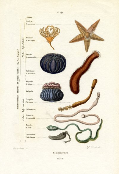 棘皮动物，1833-39 作者 法语学校