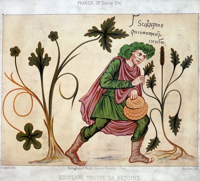 Esculapus finds the betoneum (药用植物) 作者 法语学校