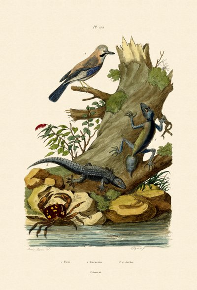 Eurasian Jay，1833-39 作者 法语学校
